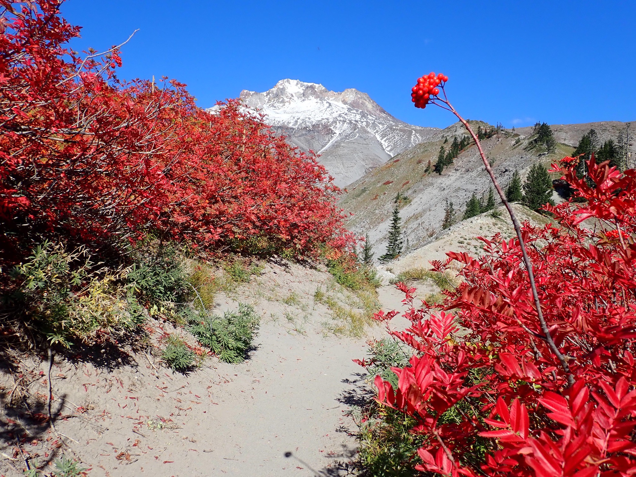 Red leaves and berries frame snow-capped Mount Hood against a bright blue sky.