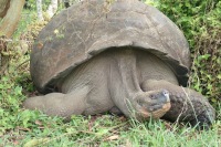 photo of a large gray land tortoise looking warily at us from under his rounded shell