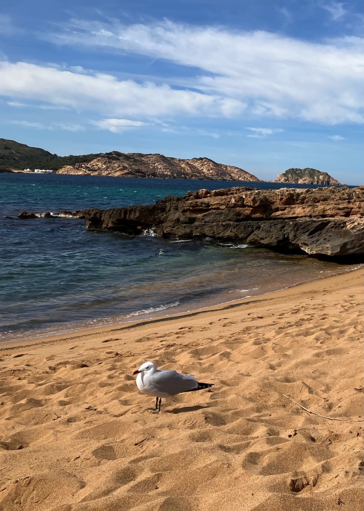 photo of a light brown sandy beach with a white and gray seagul standing on it and clear water lapping up to it, with a rocky outcropping and hills in the background
