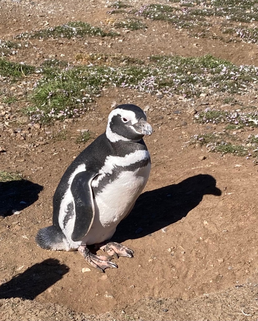 photo of a black and white penguin standing upright on brown dirt