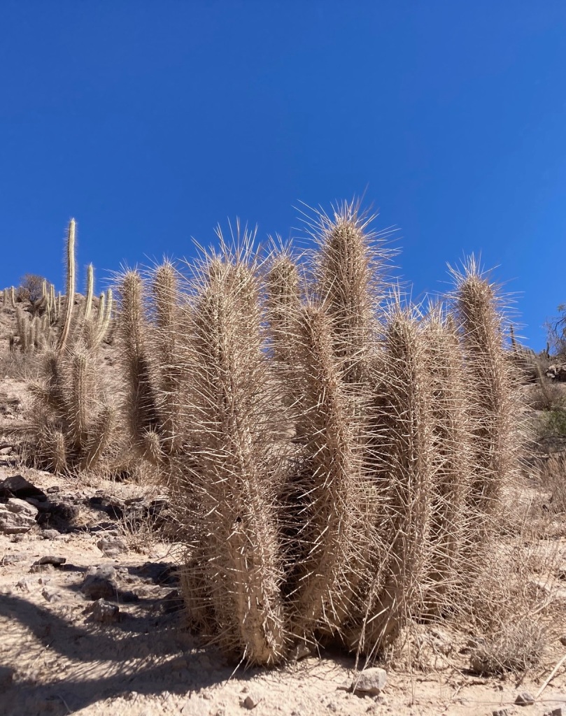 photo of brown, dry, spiky cacti on a dirt hill with blue sky behind