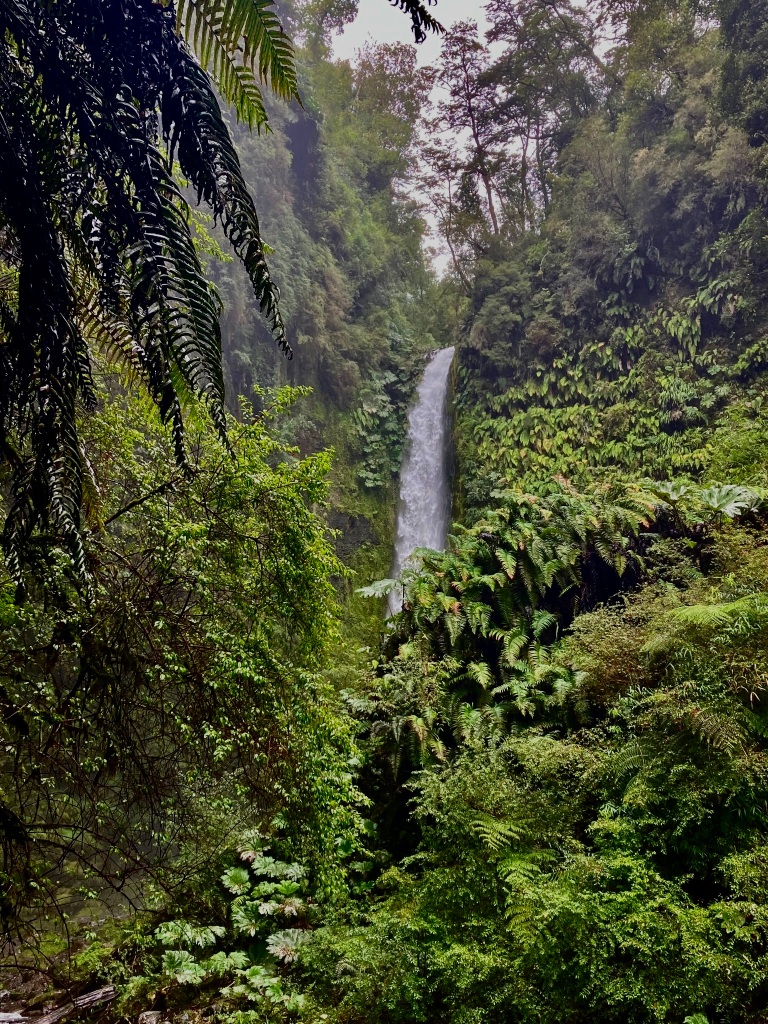 photo of a narrow white waterfall surrounded by green leafy ferns and trees