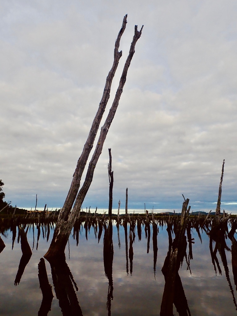photo of two dead trees jutting up out of mirror-like water and surrounded by shorter spikes of dead trees with white and gray clouds overhead and reflected in the water