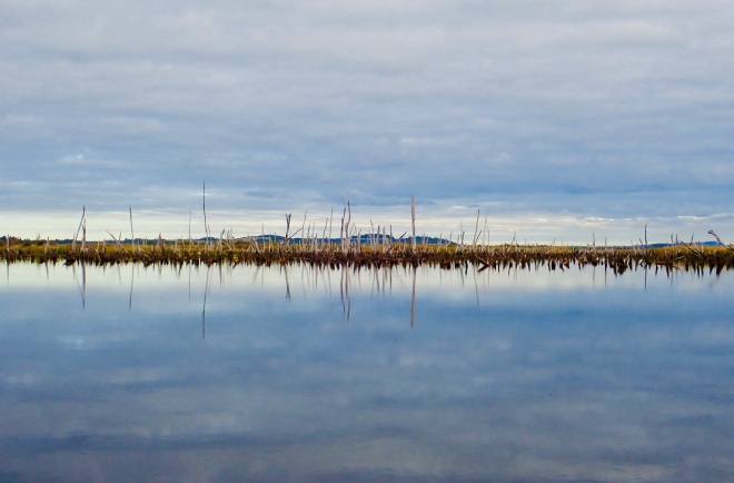 wide angle photo of a brown strip of land on the horizon with gray spikes of dead trees jutting up. Gray, white and blue clouds fill the sky overhead and are reflected in still water below